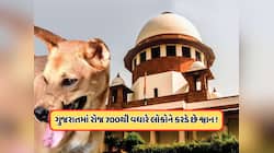 SCનો રખડતા ડોગ પર મોટો આદેશ, ગુજરાત શ્વાન કરડવાના કેસ ટોપ 5માં, જાણો
