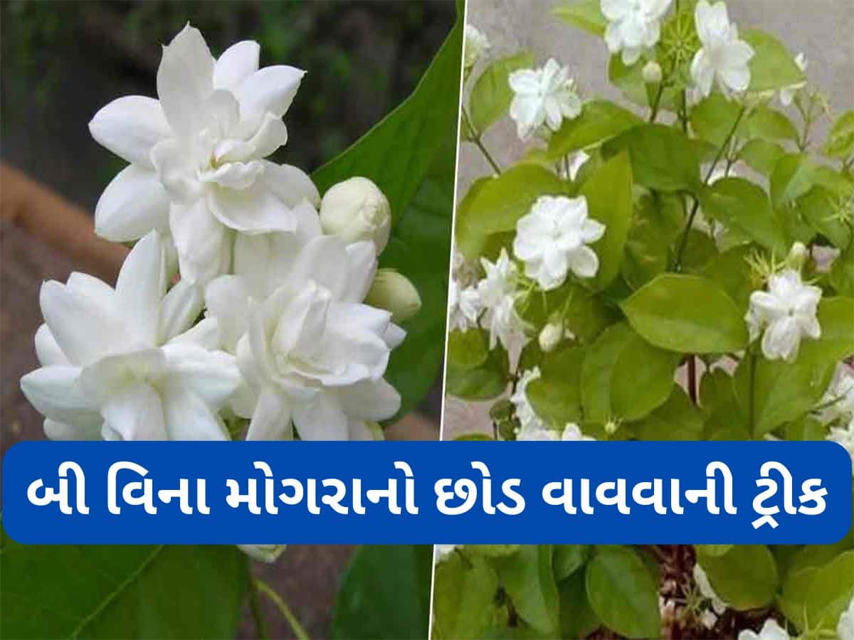Gardening Tips: 3 એવા છોડ જેની ડાળી કુંડામાં વાવી દેશો તો પણ નવો છોડ ઉગી જાય, બી કે છોડ ખરીદવાની જરૂર નહીં પડે