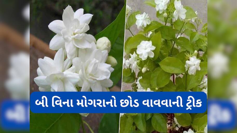 Gardening Tips: 3 એવા છોડ જેની ડાળી કુંડામાં વાવી દેશો તો પણ નવો છોડ ઉગી જાય, બી કે છોડ ખરીદવાની જરૂર નહીં પડે