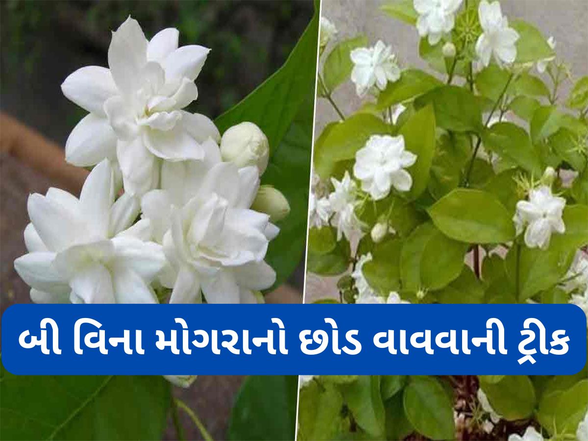 Gardening Tips: 3 એવા છોડ જેની ડાળી કુંડામાં વાવી દેશો તો પણ નવો છોડ ઉગી જાય, બી કે છોડ ખરીદવાની જરૂર નહીં પડે Gardening Tips: 3 એવા છોડ જેની ડાળી કુંડામાં વાવી દેશો તો પણ નવો છોડ ઉગી જાય, બી કે છોડ ખરીદવાની જરૂર નહીં પડે