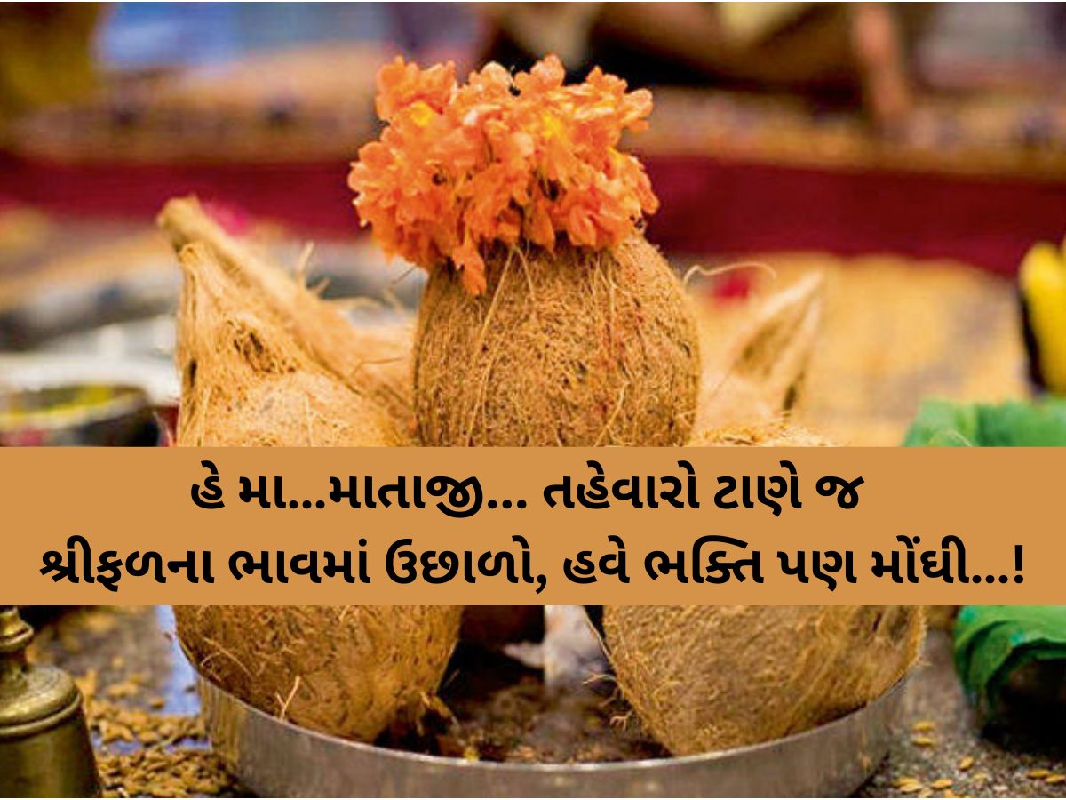હવે પૂજા કરવામાં પણ મોંઘવારી નડશે! શ્રીફળના ભાવમાં તોતિંગ વધારો, મહિને પડશે આટલાનો ફટકો! હવે પૂજા કરવામાં પણ મોંઘવારી નડશે! શ્રીફળના ભાવમાં તોતિંગ વધારો, મહિને પડશે આટલાનો ફટકો!