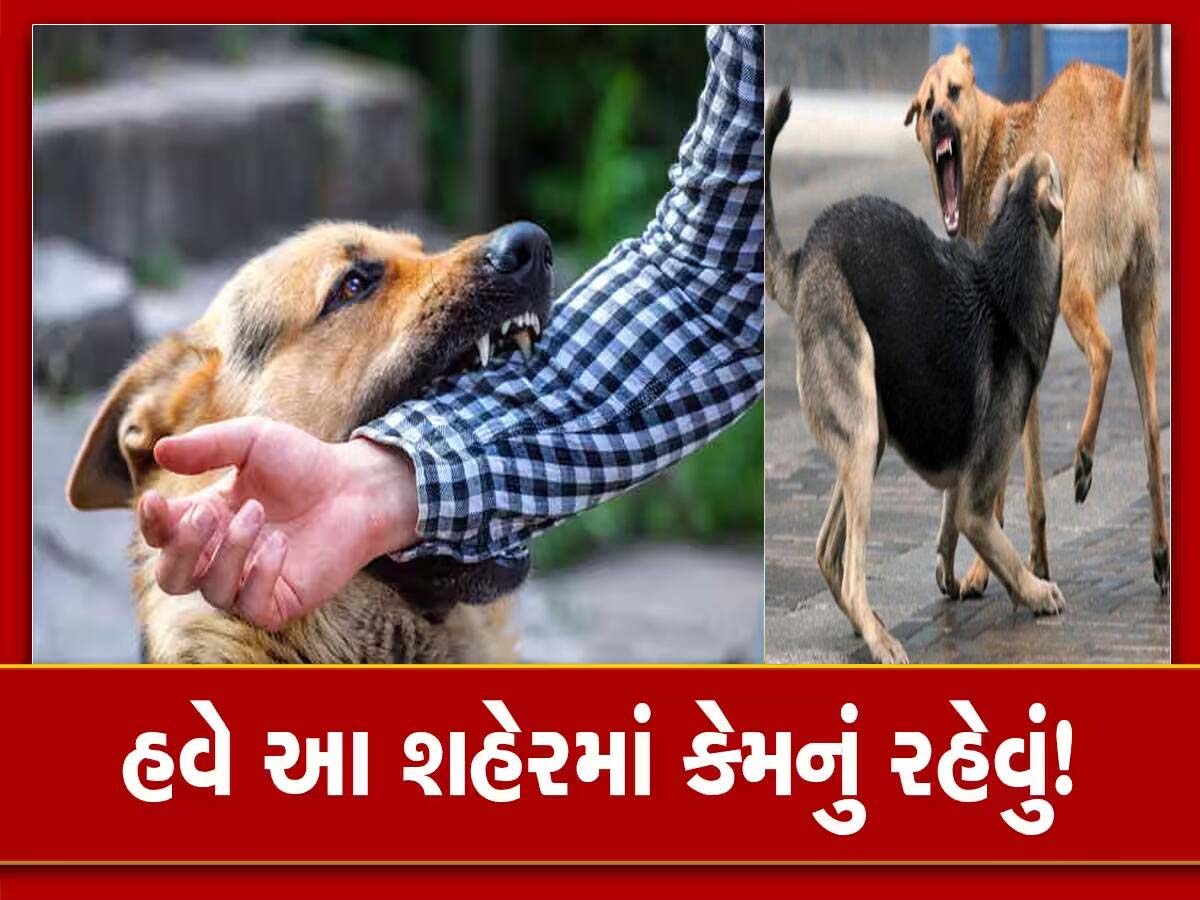 દરરોજ 700થી વધુ લોકો બને છે કૂતરાનો શિકાર, ટોપના 5 રાજ્યોમાં ગુજરાત સામેલ દરરોજ 700થી વધુ લોકો બને છે કૂતરાનો શિકાર, ટોપના 5 રાજ્યોમાં ગુજરાત સામેલ