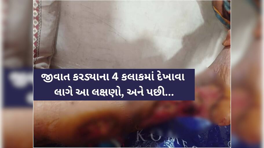 ગુજરાતના આ ગામડામાં અજાણી ઝેરી જીવાતથી લોકોમાં ભયનો માહોલ, જાણો કરડ્યા પછી શું થાય છે?