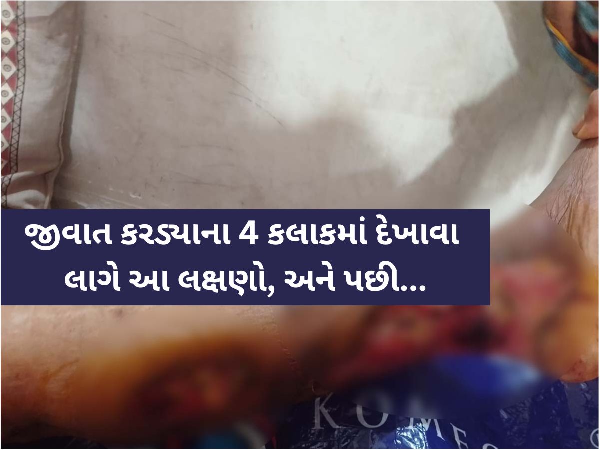 ગુજરાતના આ ગામડામાં અજાણી ઝેરી જીવાતથી લોકોમાં ભયનો માહોલ, જાણો કરડ્યા પછી શું થાય છે? ગુજરાતના આ ગામડામાં અજાણી ઝેરી જીવાતથી લોકોમાં ભયનો માહોલ, જાણો કરડ્યા પછી શું થાય છે?