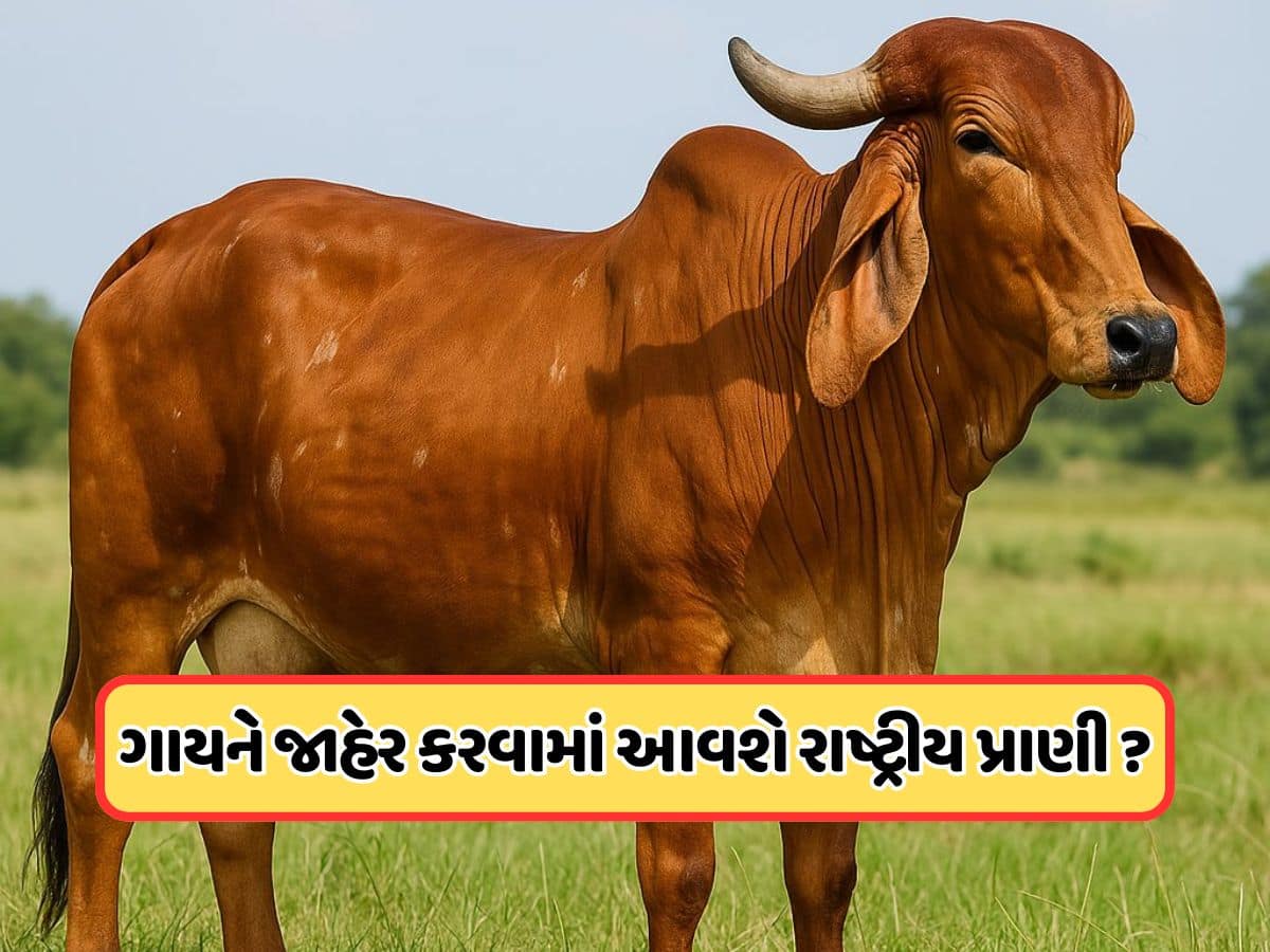 શું ગાયને જાહેર કરવામાં આવશે રાષ્ટ્રીય પ્રાણી? મોદી સરકારે સંસદમાં આપ્યો જવાબ શું ગાયને જાહેર કરવામાં આવશે રાષ્ટ્રીય પ્રાણી? મોદી સરકારે સંસદમાં આપ્યો જવાબ