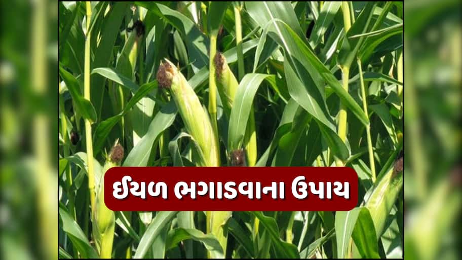 મકાઈના પાકમાંથી ભાગી જશે લશ્કરી ઇયળ! ખેતી નિયામક જણાવી રીત