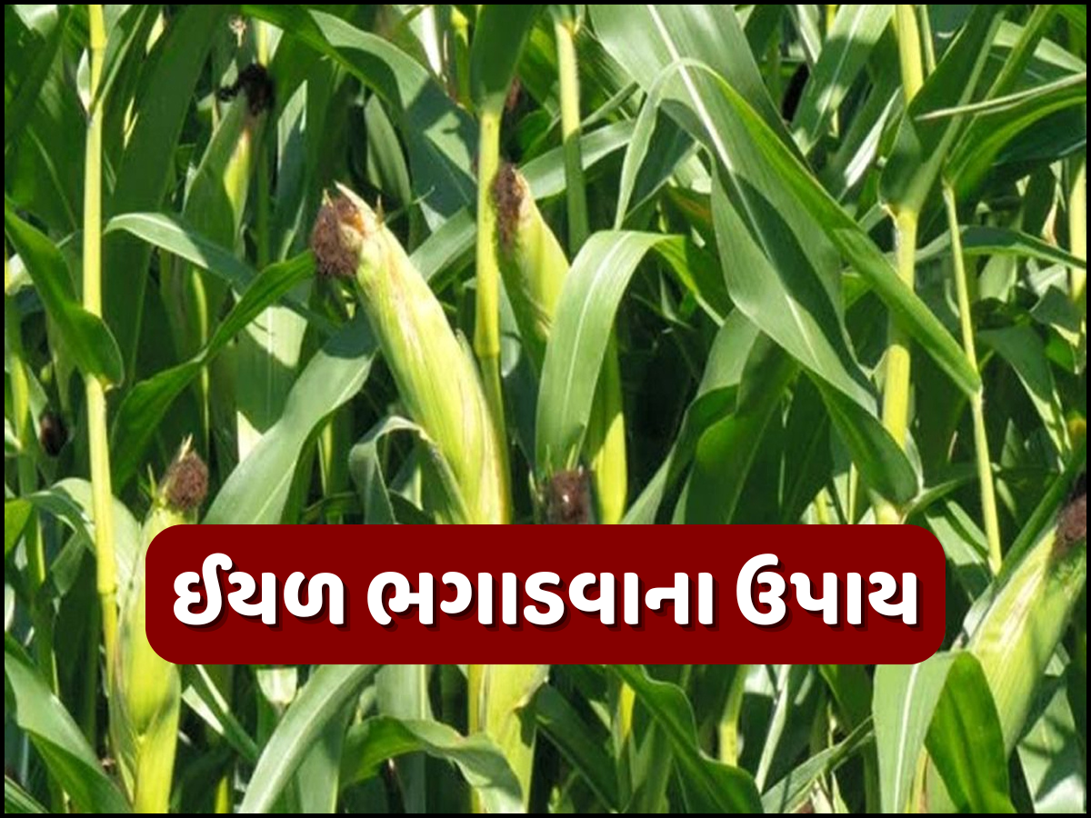 મકાઈના પાકમાંથી ભાગી જશે લશ્કરી ઇયળ! ખેતી નિયામક જણાવી રીત મકાઈના પાકમાંથી ભાગી જશે લશ્કરી ઇયળ! ખેતી નિયામક જણાવી રીત