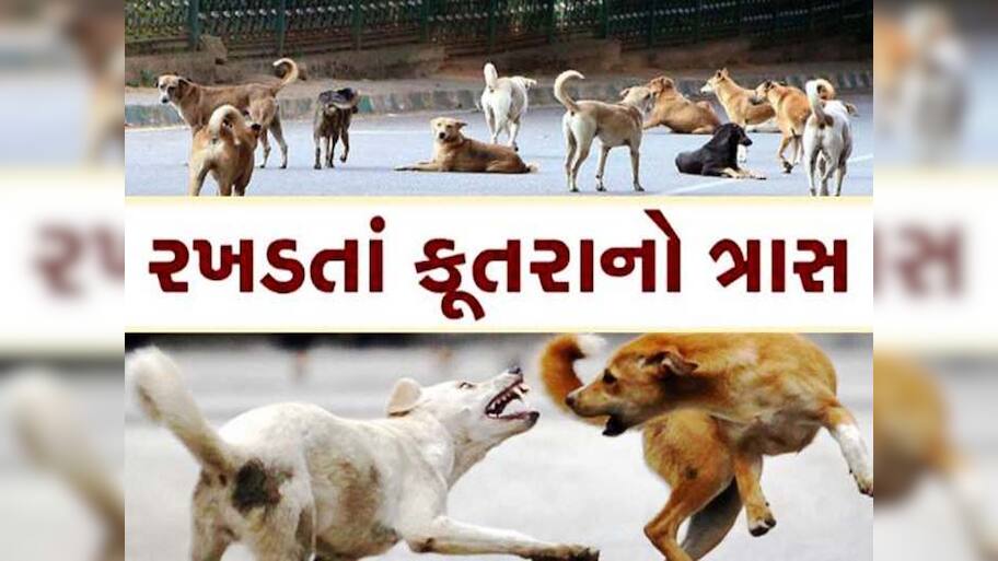અમદાવાદીઓને હવે રઝળતાં કૂતરાથી મળશે મુક્તિ! AMC એ ઘડ્યો પ્લાન, રોજ 207 લોકો બને છે શિકાર