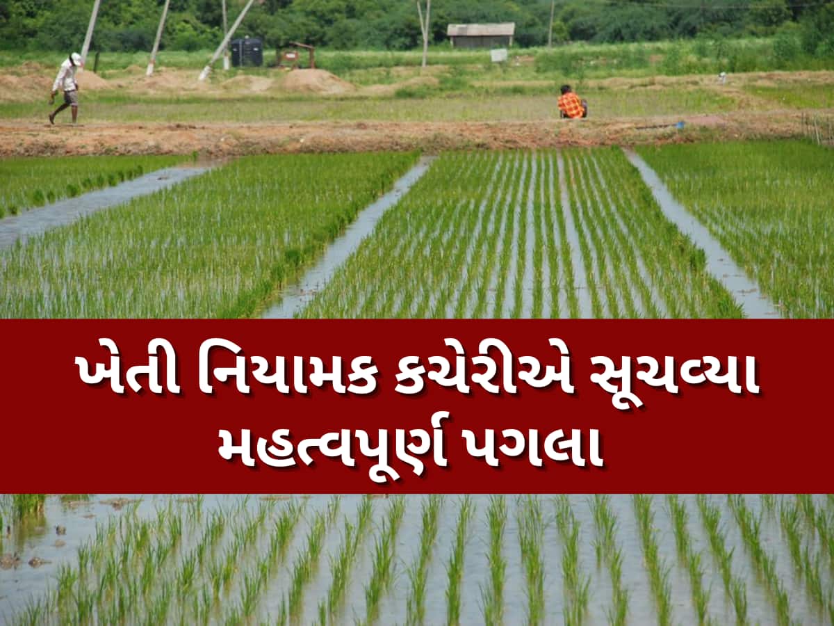 ડાંગરના ઉભા પાકમાં રોગ-જીવાતના ઉપદ્રવને ઘટાડવા ખેડૂત મિત્રોએ આટલું જરૂર કરવું...!!