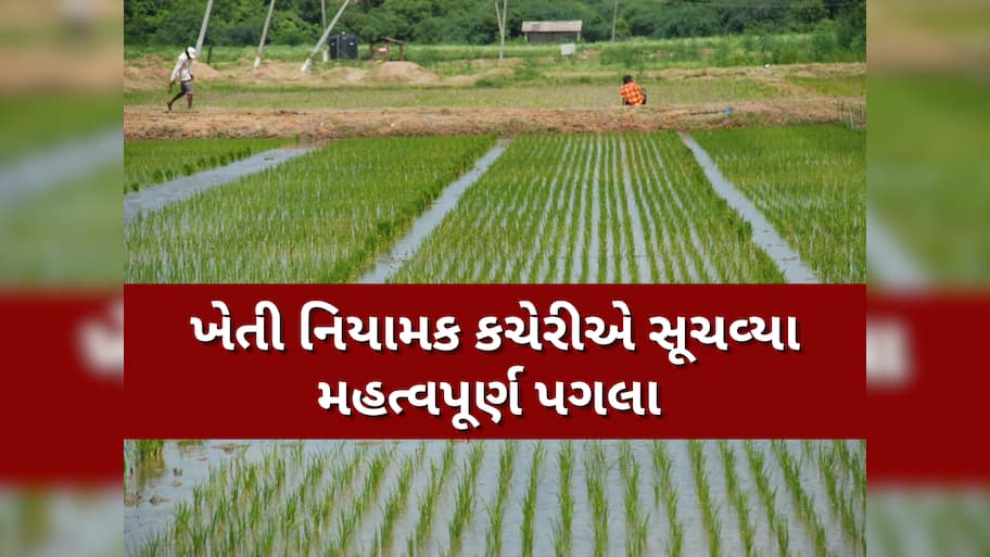 ડાંગરના ઉભા પાકમાં રોગ-જીવાતના ઉપદ્રવને ઘટાડવા ખેડૂત મિત્રોએ આટલું જરૂર કરવું...!!