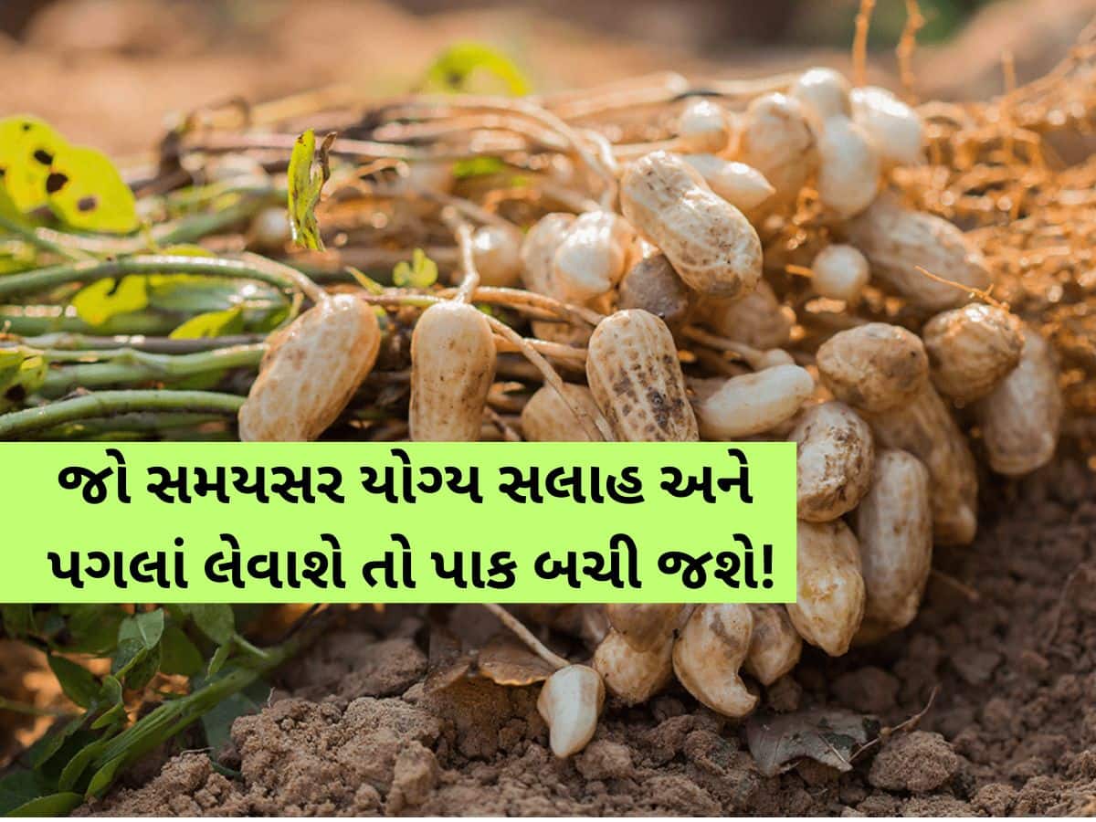 સૌરાષ્ટ્રમાં ખેડૂતો હેરાન પરેશાન! મગફળીના પાક પર મુંડા જીવાતનો ઉપદ્રવ, ફટાફટ આ ઉપાયો કરજો...