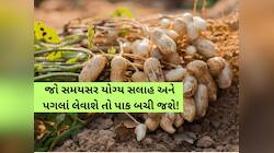 સૌરાષ્ટ્રમાં ખેડૂતો હેરાન પરેશાન! મગફળીના પાક પર મુંડા જીવાતનો ઉપદ્રવ, આ ઉપાયો કરજો