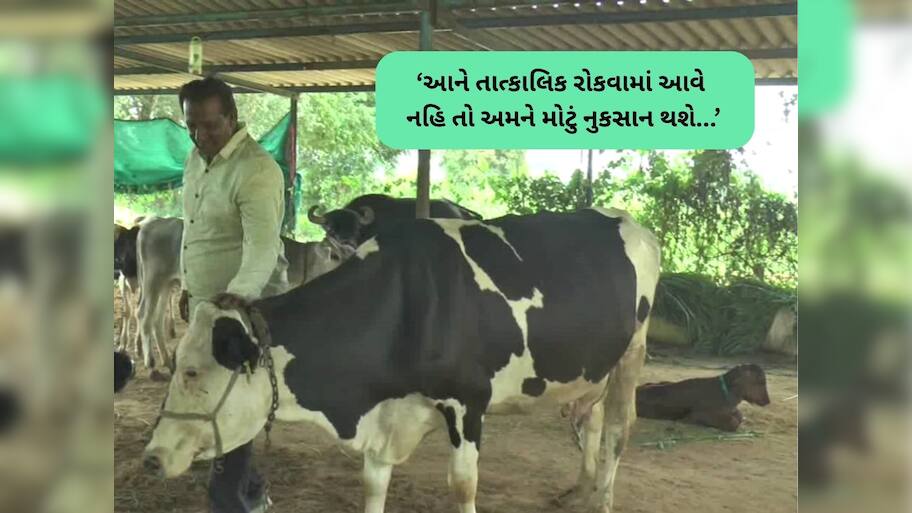 ઉત્તર ગુજરાતના પશુઓમાં ફેલાયો ભયાનક રોગ, ગુજરાતમાં ફરી લમ્પી વાયરસનો કાળો કહેર