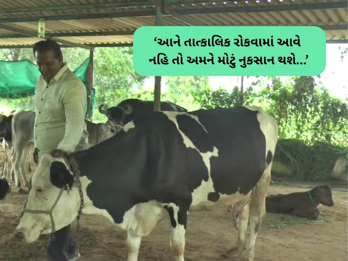 ઉત્તર ગુજરાતના પશુઓમાં ફેલાયો ભયાનક રોગ, ગુજરાતમાં ફરી લમ્પી વાયરસનો કાળો કહેર ઉત્તર ગુજરાતના પશુઓમાં ફેલાયો ભયાનક રોગ, ગુજરાતમાં ફરી લમ્પી વાયરસનો કાળો કહેર