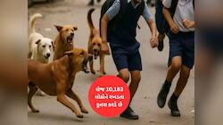 આતંકવાદીઓ કરતા વધુ ખતરનાક બન્યા ગુજરાતના રખડતા કૂતરા, 2024 નો આંકડો જાણી સમસમી જશો