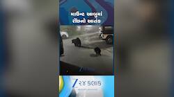 માઉન્ટ આબુમાં પ્રવાસીઓમાં ભયનો માહોલ ફેલાયો! બજારમાં ફરતા રીંછનો વીડિયો થયો વાયરલ 