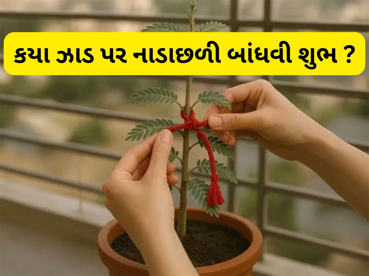 Kalawa: આ 5 ઝાડ પર નાડાછળી બાંધવાથી ઘરમાં થાય છે માં લક્ષ્મીનું આગમન, ગ્રહ દોષથી પણ મળશે મુક્તિ Kalawa: આ 5 ઝાડ પર નાડાછળી બાંધવાથી ઘરમાં થાય છે માં લક્ષ્મીનું આગમન, ગ્રહ દોષથી પણ મળશે મુક્તિ