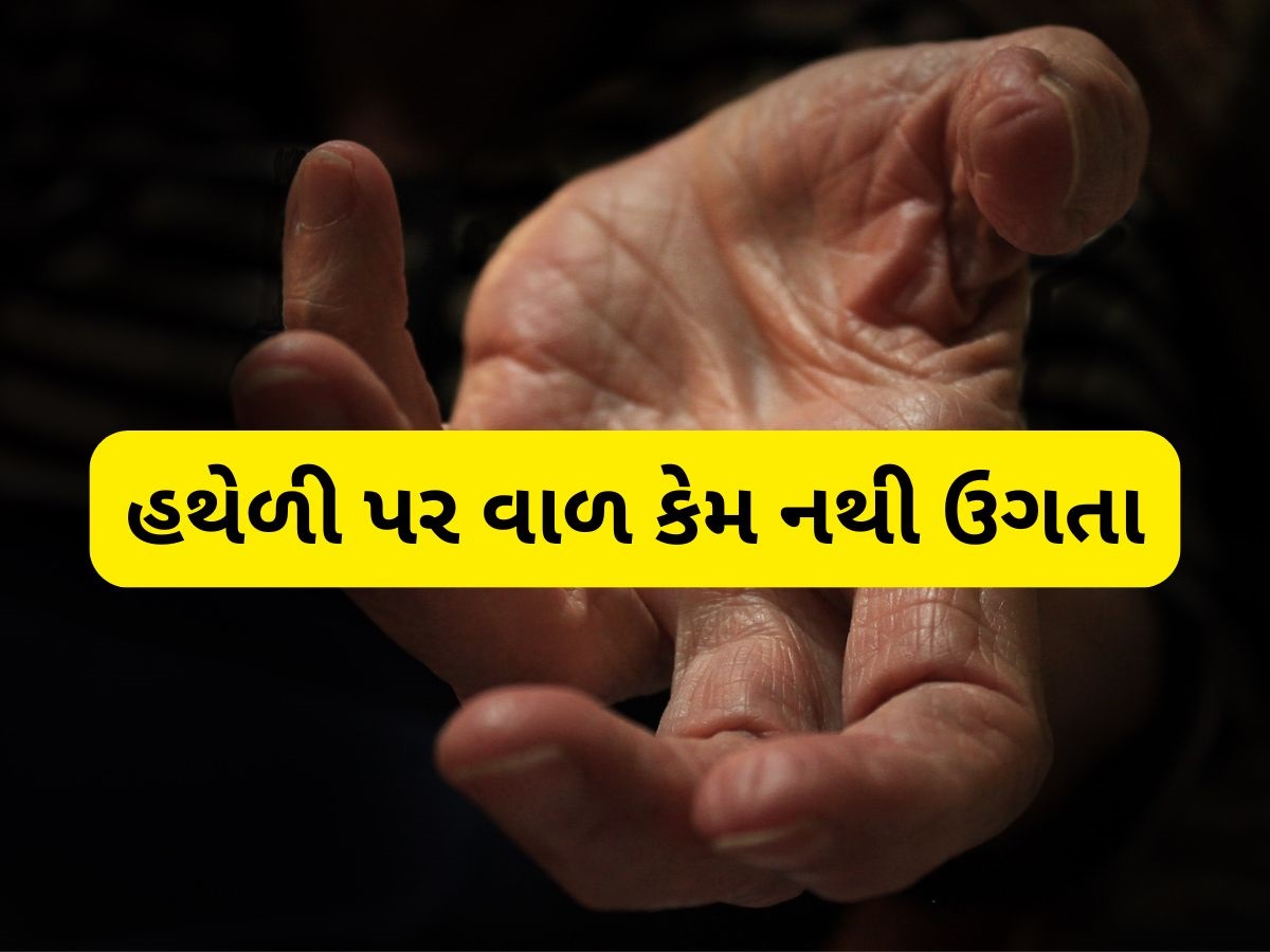 હથેળી પર કેમ નથી ઉગતા વાળ, આખરે શું છે તેનું કારણ? 99% લોકો નથી જાણતા આ ફેક્ટ હથેળી પર કેમ નથી ઉગતા વાળ, આખરે શું છે તેનું કારણ? 99% લોકો નથી જાણતા આ ફેક્ટ