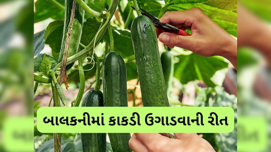 Gardening Tips: ઘરની બાલકનીમાં આ રીતે ઉગાડો કાકડી, ઓર્ગેનિક અને કેમિકલ ફ્રી કાકડી ખાવા મળશે