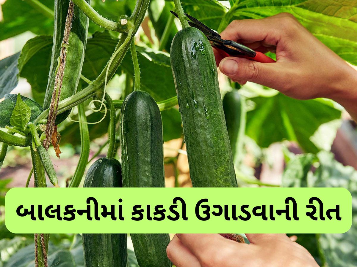Gardening Tips: ઘરની બાલકનીમાં આ રીતે ઉગાડો કાકડી, ઓર્ગેનિક અને કેમિકલ ફ્રી કાકડી ખાવા મળશે Gardening Tips: ઘરની બાલકનીમાં આ રીતે ઉગાડો કાકડી, ઓર્ગેનિક અને કેમિકલ ફ્રી કાકડી ખાવા મળશે