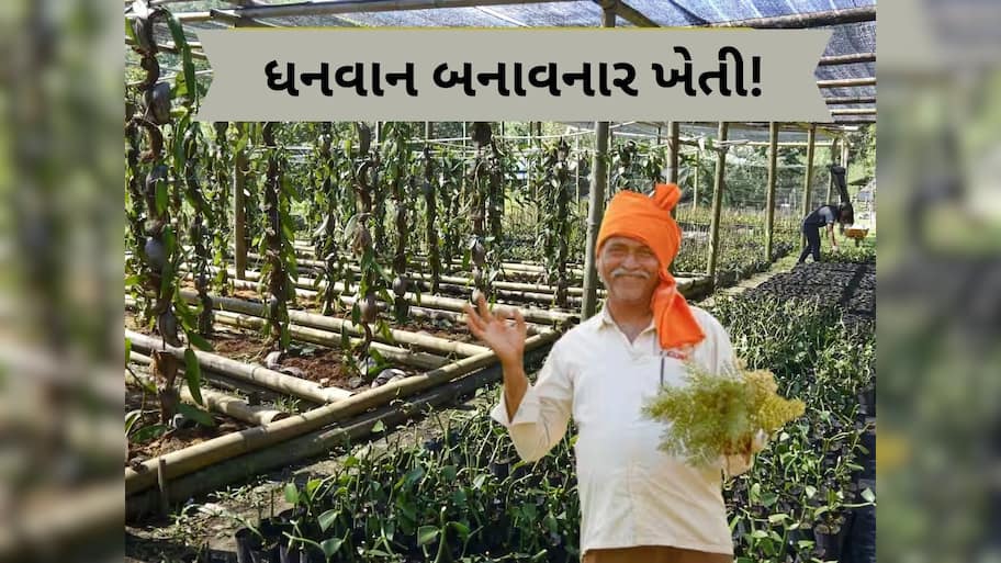 આ ખેતીથી થશે લાખો-કરોડોની કમાણી, ખેડૂતો બની જશે માલામાલ, જાણો સમગ્ર વિગત