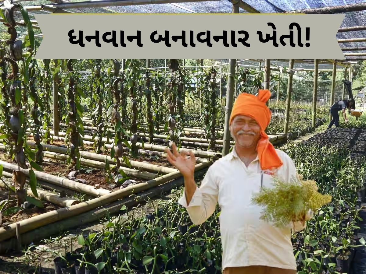 આ ખેતીથી થશે લાખો-કરોડોની કમાણી, ખેડૂતો બની જશે માલામાલ, જાણો સમગ્ર વિગત આ ખેતીથી થશે લાખો-કરોડોની કમાણી, ખેડૂતો બની જશે માલામાલ, જાણો સમગ્ર વિગત