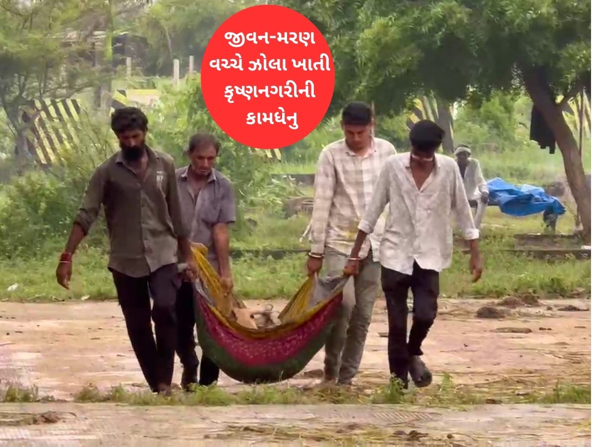 કૃષ્ણનગરીની ગાયોમાં ફેલાયો ભયાનક રોગ, એક પછી એક 40 જેટલી ગાય વાયરસનો શિકાર બની કૃષ્ણનગરીની ગાયોમાં ફેલાયો ભયાનક રોગ, એક પછી એક 40 જેટલી ગાય વાયરસનો શિકાર બની