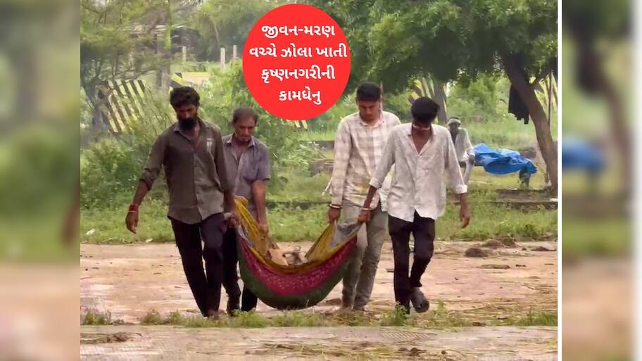 કૃષ્ણનગરીની ગાયોમાં ફેલાયો ભયાનક રોગ, એક પછી એક 40 જેટલી ગાય વાયરસનો શિકાર બની