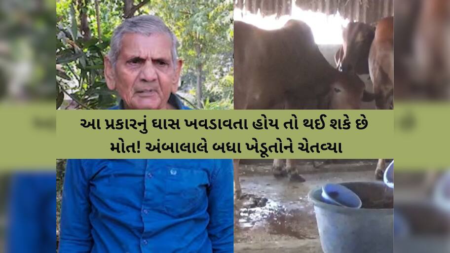 દૂધાળા પશુઓને સાચવજો, નહીંતર મોતને ભેટી શકે છે! અંબાલાલે પશુપાલકોને ચેતવ્યા, જાણો શું છે આગાહી?