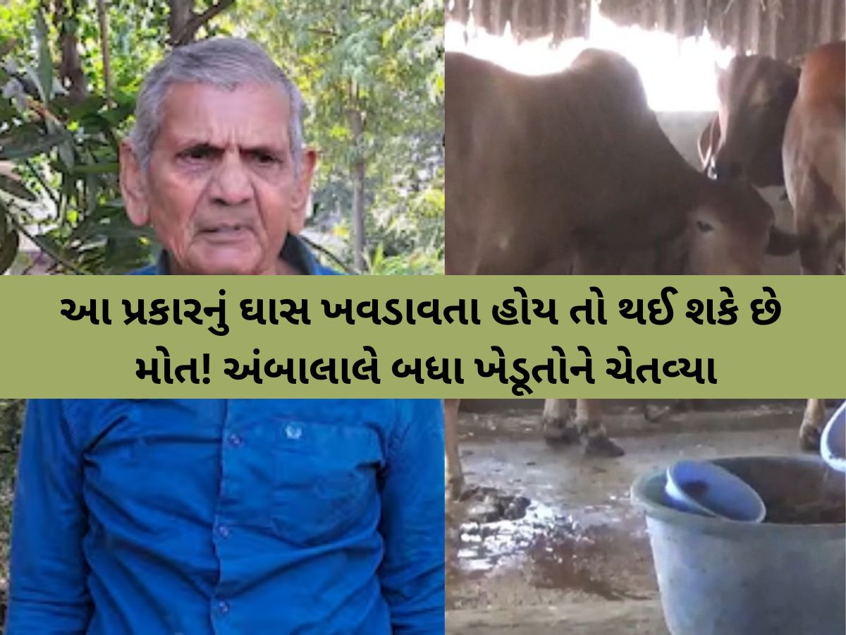 દૂધાળા પશુઓને સાચવજો, નહીંતર મોતને ભેટી શકે છે! અંબાલાલે પશુપાલકોને ચેતવ્યા, જાણો શું છે આગાહી? દૂધાળા પશુઓને સાચવજો, નહીંતર મોતને ભેટી શકે છે! અંબાલાલે પશુપાલકોને ચેતવ્યા, જાણો શું છે આગાહી?