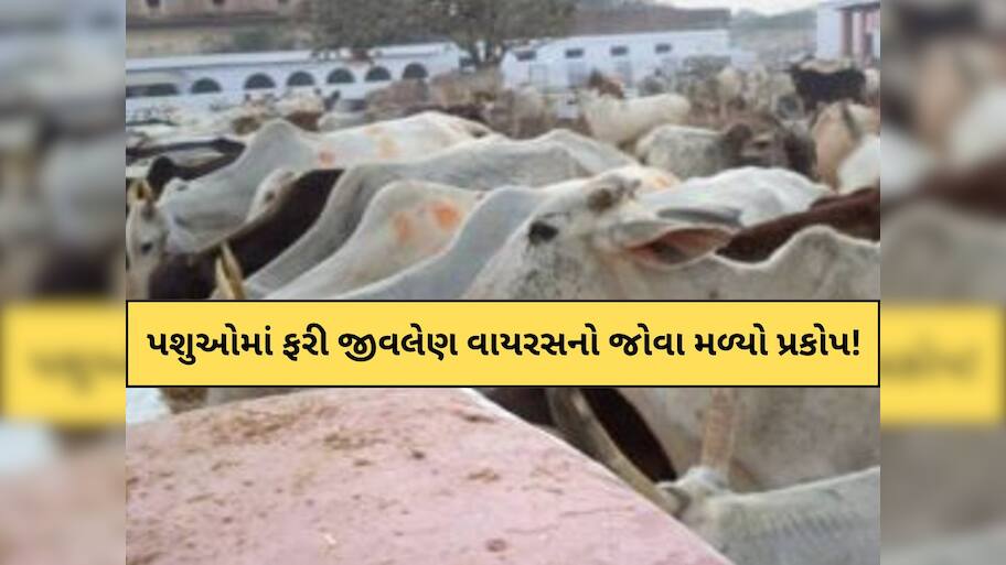 ગુજરાત: આ જિલ્લાના પશુઓમાં ભયાનક જીવલેણ રોગ ફેલાયો! 35 થી 40 ગાયોની હાલત ગંભીર