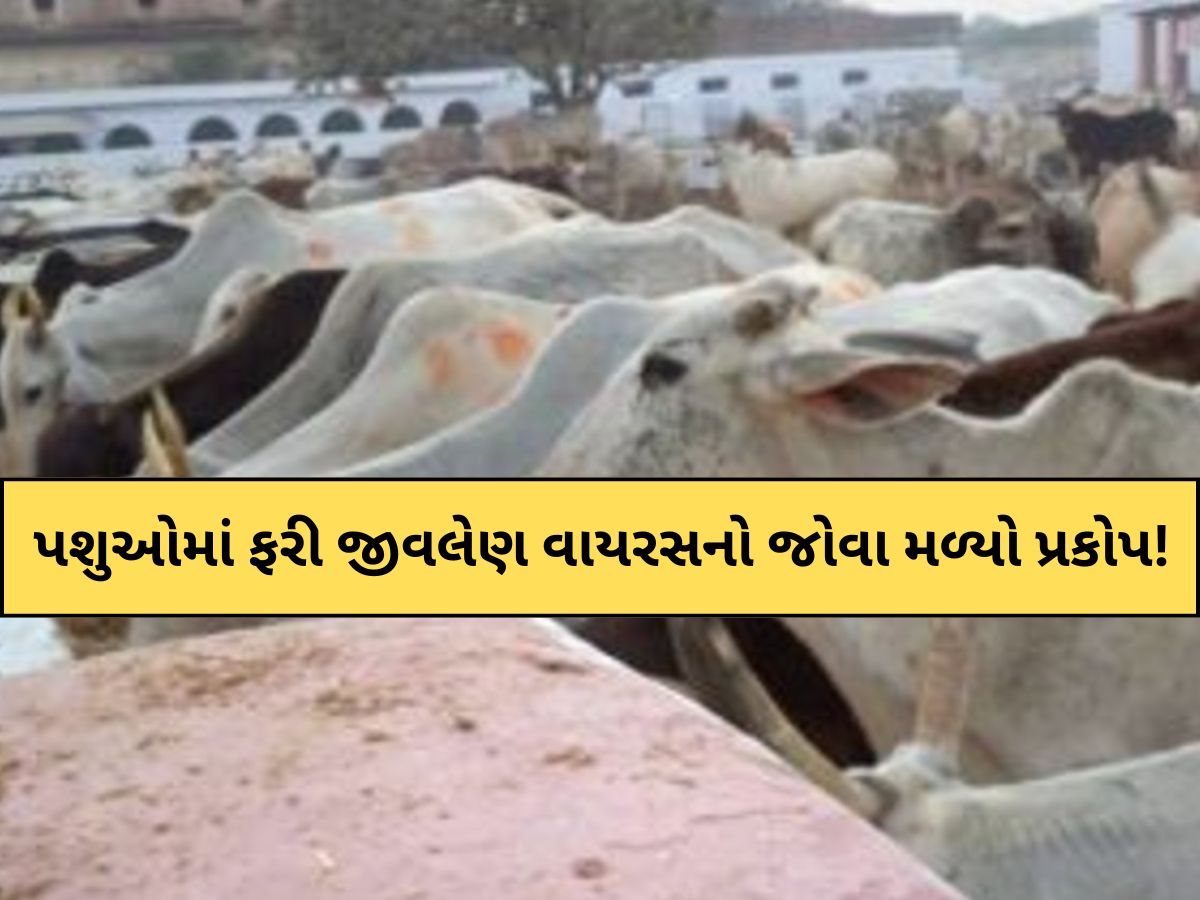 ગુજરાત: આ જિલ્લાના પશુઓમાં ભયાનક જીવલેણ રોગ ફેલાયો! 35 થી 40 ગાયોની હાલત ગંભીર ગુજરાત: આ જિલ્લાના પશુઓમાં ભયાનક જીવલેણ રોગ ફેલાયો! 35 થી 40 ગાયોની હાલત ગંભીર