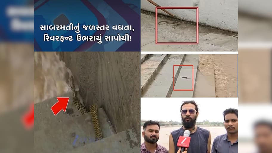 સાબરમતીમાં પૂર આવતા રિવરફ્રન્ટ પર સાપોનો ઢગલો થયો, રેસ્ક્યૂ કરનારાઓએ આપી મહત્વની સલાહ 