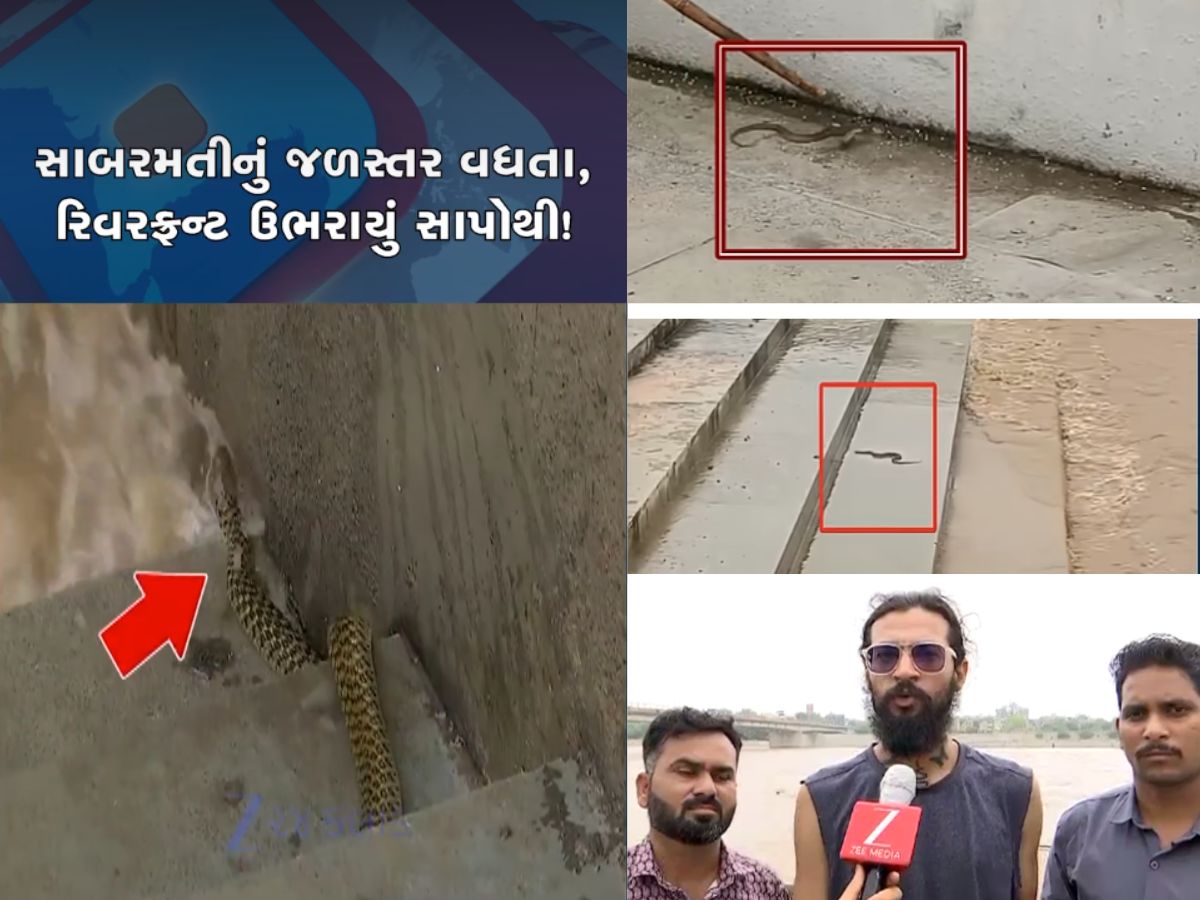સાબરમતીમાં પૂર આવતા રિવરફ્રન્ટ પર સાપોનો ઢગલો થયો, રેસ્ક્યૂ કરનારાઓએ આપી મહત્વની સલાહ સાબરમતીમાં પૂર આવતા રિવરફ્રન્ટ પર સાપોનો ઢગલો થયો, રેસ્ક્યૂ કરનારાઓએ આપી મહત્વની સલાહ