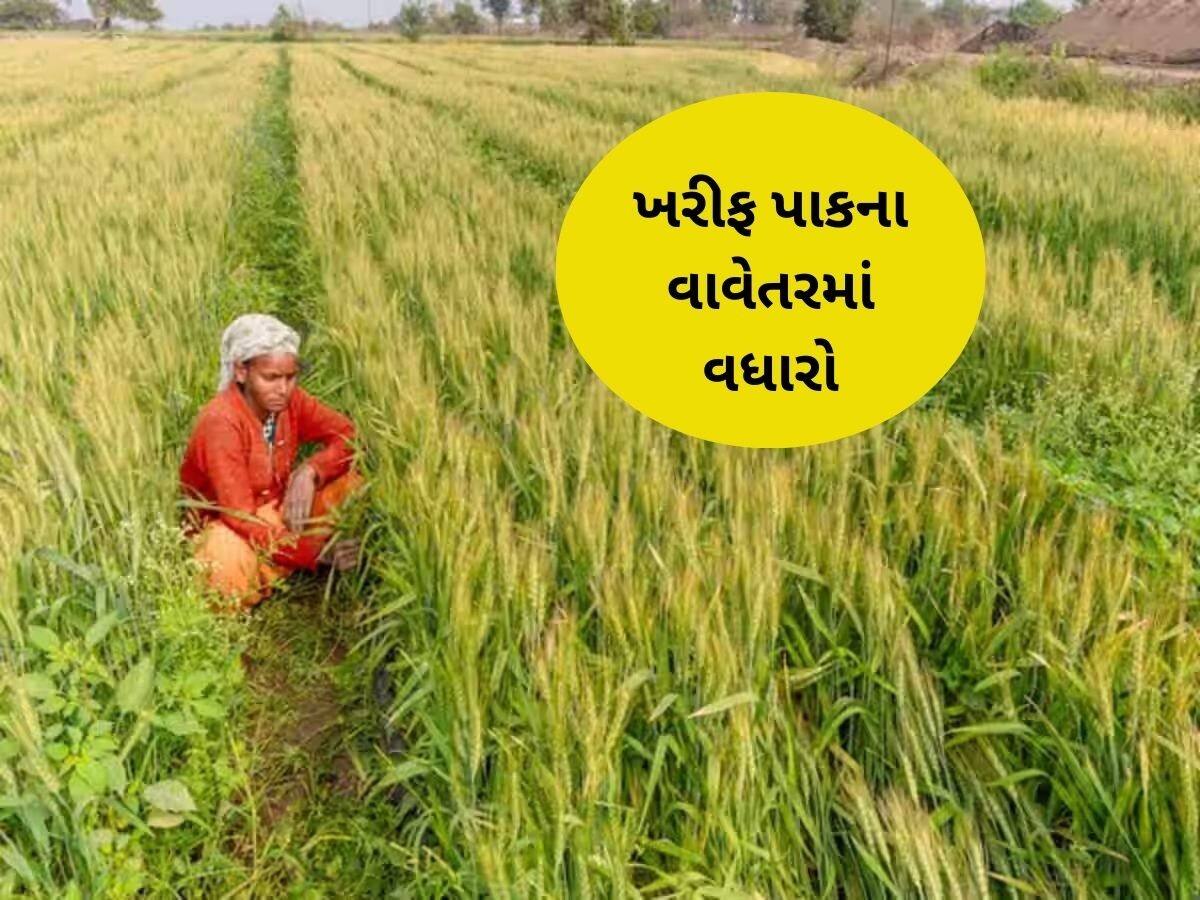 રાજ્યમાં સારા વરસાદના પરિણામે ખેડૂતો દ્વારા 81 લાખ હેક્ટરમાં ખરીફ પાકનું  વાવેતર, મગફળીનું સૌથી વધુ