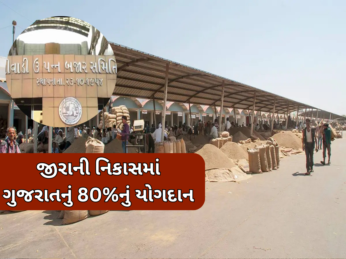 ગુજરાતનું વૈશ્વિક નેતૃત્વ બન્યું મજબૂત, દુનિયાના 101 દેશોમાં ₹3995 કરોડના જીરાની નિકાસ ગુજરાતનું વૈશ્વિક નેતૃત્વ બન્યું મજબૂત, દુનિયાના 101 દેશોમાં ₹3995 કરોડના જીરાની નિકાસ