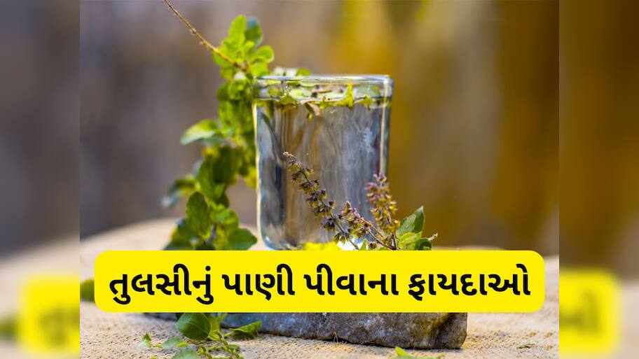 Tulsi Water: આ 5 ફાયદા માટે રોજ સવારે ખાલી પેટ પીવું જોઈએ તુલસીના પાનનું પાણી
