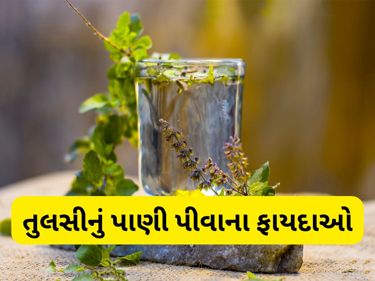 Tulsi Water: આ 5 ફાયદા માટે રોજ સવારે ખાલી પેટ પીવું જોઈએ તુલસીના પાનનું પાણી Tulsi Water: આ 5 ફાયદા માટે રોજ સવારે ખાલી પેટ પીવું જોઈએ તુલસીના પાનનું પાણી