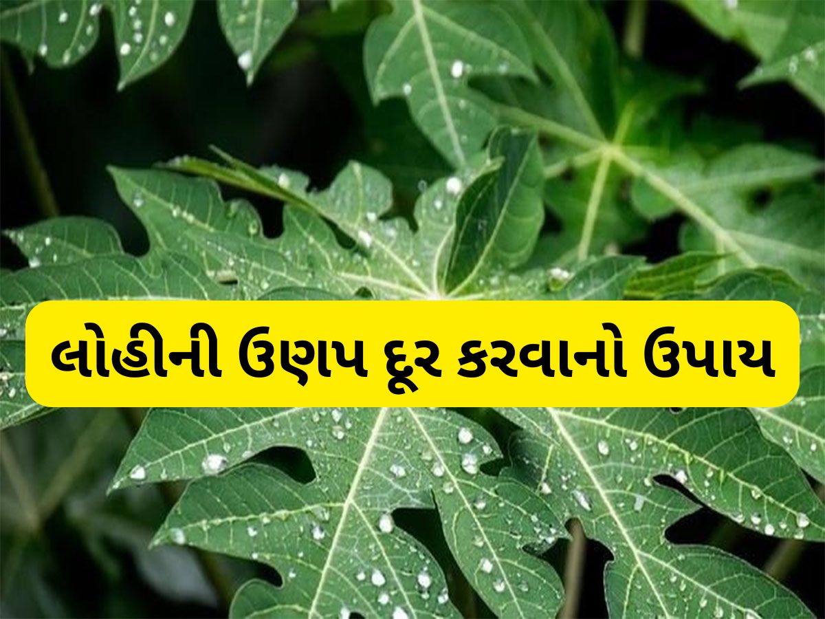 Health Tips: લોહી બનાવવાનું મશીન છે ફ્રીમાં મળતા આ 3 લીલા પાન, થોડા જ દિવસોમાં વધી જશે હિમોગ્લોબીન લેવલ Health Tips: લોહી બનાવવાનું મશીન છે ફ્રીમાં મળતા આ 3 લીલા પાન, થોડા જ દિવસોમાં વધી જશે હિમોગ્લોબીન લેવલ