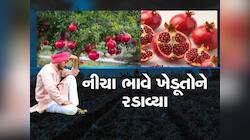 'દાડમ'માં તો દશા બેઠી, ભાવમાં ઘટાડો થતાં ખેડૂતોની મુશ્કેલી વધી, થયું નુકસાન