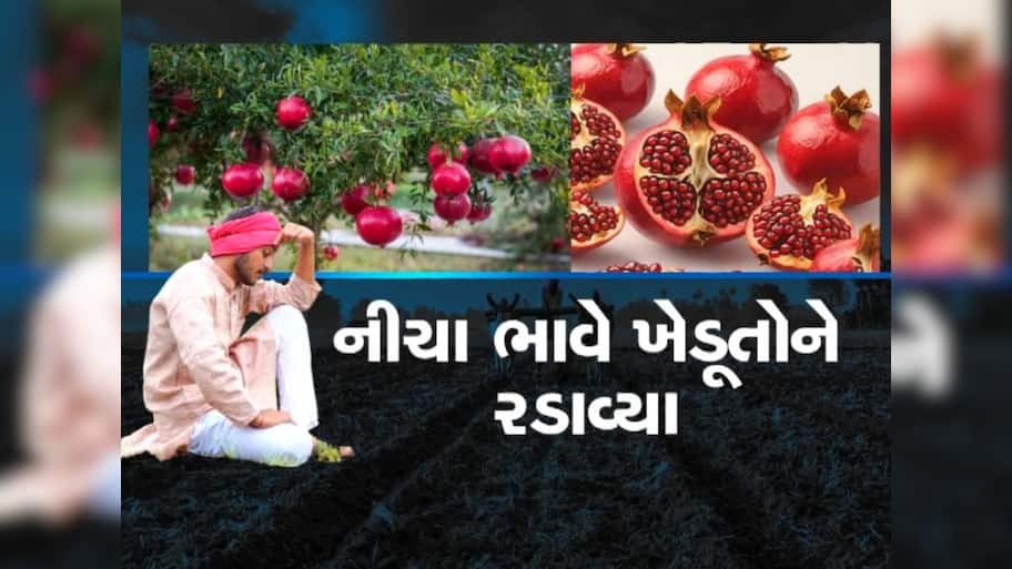  'દાડમ'માં તો દશા બેઠી, ભાવમાં ઘટાડો થતાં ખેડૂતોની મુશ્કેલી વધી, નુકસાની વેઠવાનો વારો આવ્યો