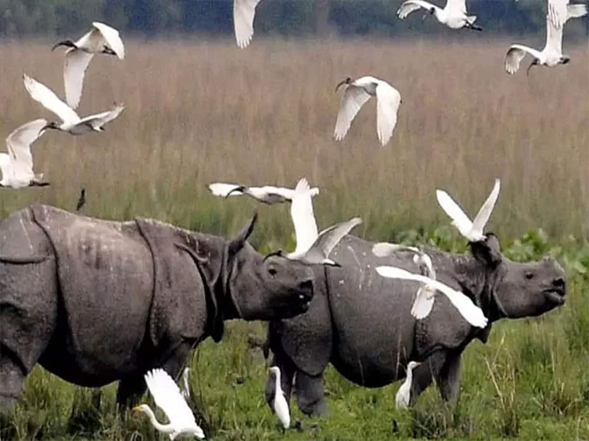 કાઝીરંગા નેશનલ પાર્ક