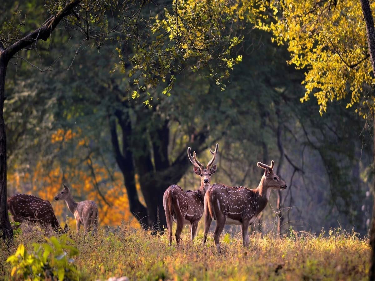 કાન્હા નેશનલ પાર્ક 