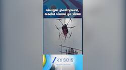 અંબાજી મંદિર પર ડ્રોન દ્વારા પુષ્પવર્ષા, મા અંબાના સાનિધ્યમાં ભક્તોએ ઝીલ્યા ફૂલ