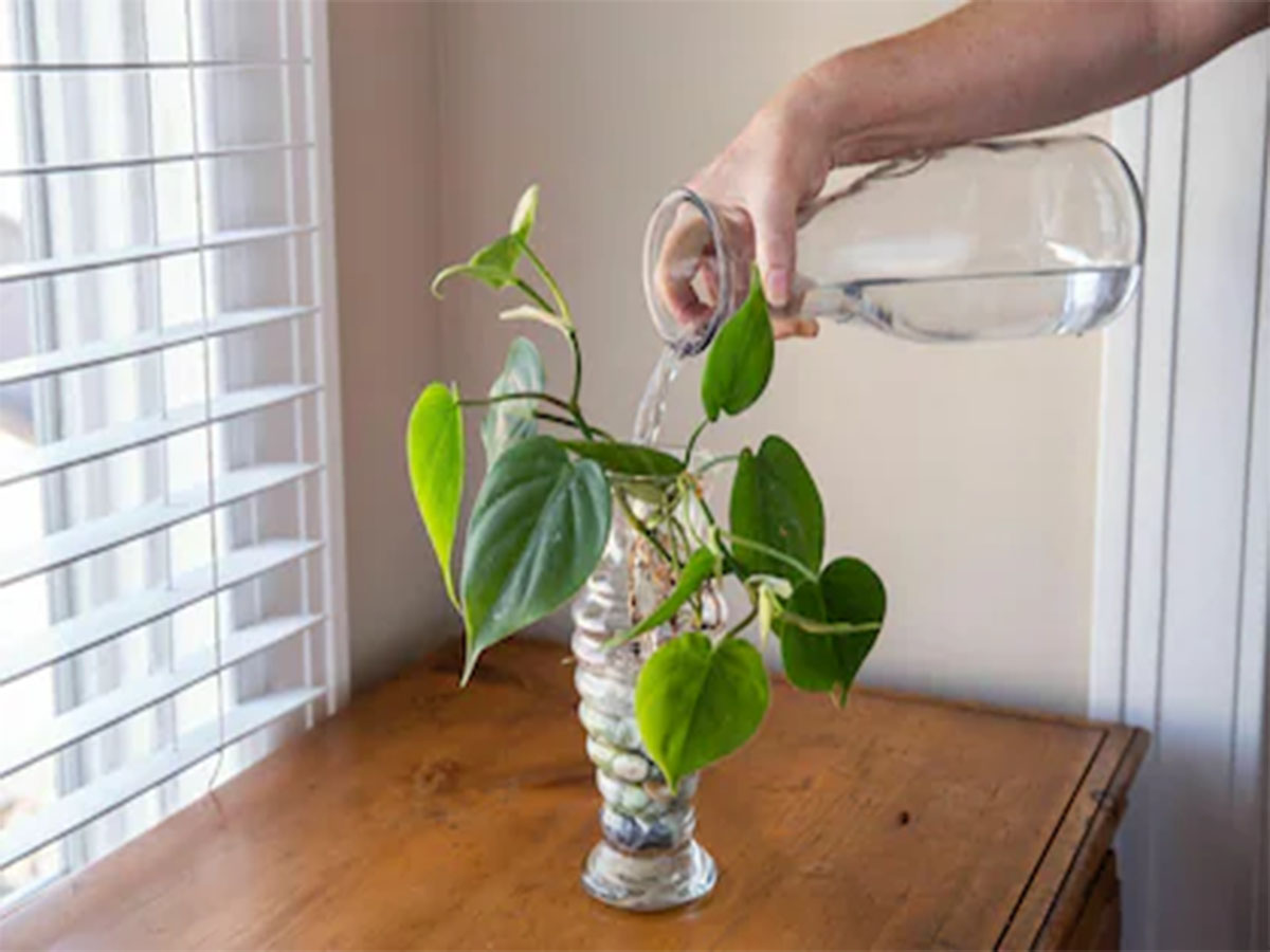 Money Plant: એલોવેરાની મદદથી મની પ્લાન્ટનો ગ્રોથ વધારવાની ટીપ્સ Money Plant: એલોવેરાની મદદથી મની પ્લાન્ટનો ગ્રોથ વધારવાની ટીપ્સ