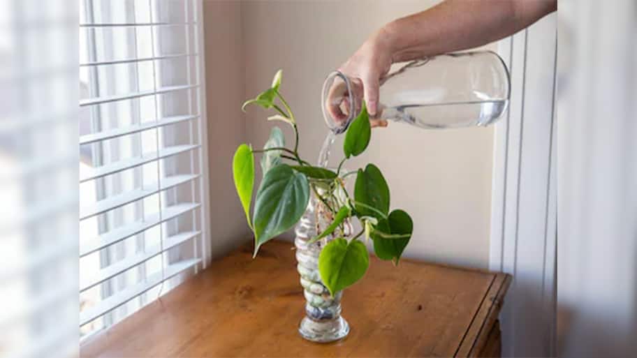 Money Plant: એલોવેરાની મદદથી મની પ્લાન્ટનો ગ્રોથ વધારવાની ટીપ્સ
