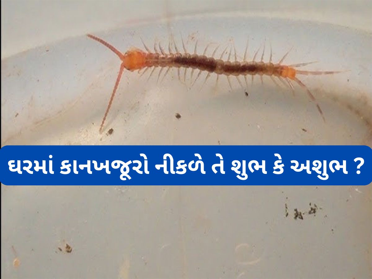 Kankhajura: જ્યોતિષ શાસ્ત્ર અનુસાર ઘરમાં કાનખજૂરો વારંવાર નીકળે તેનો અર્થ શું થાય ? જાણો શુભ અશુભ સંકેતો વિશે Kankhajura: જ્યોતિષ શાસ્ત્ર અનુસાર ઘરમાં કાનખજૂરો વારંવાર નીકળે તેનો અર્થ શું થાય ? જાણો શુભ અશુભ સંકેતો વિશે