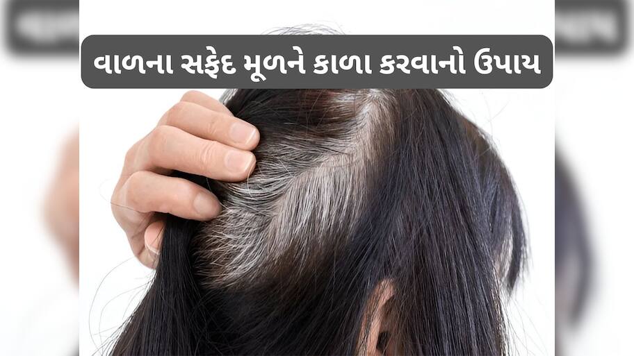 White Hair: નાળિયેર તેલમાં આ 3 વસ્તુ મિક્સ કરી લગાડો સફેદ વાળમાં, એકવારમાં મૂળમાંથી કાળા થઈ જશે સફેદ વાળ
