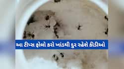 ખાંડના ડબ્બામાં ક્યારેય નહીં થાય કીડી, આ ઘરેલુ ઉપાયોથી ખાંડમાંથી ફટાફટ ઉતરી જશે કીડી