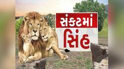 વિધાનસભામાં સિંહોના મોતનો મુદ્દો ગાજ્યો! જાણો છેલ્લા 2 વર્ષમા કેટલા સિંહોના મોત થયા?